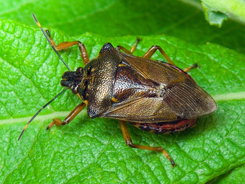 Pinthaeus sanguinipes (Fabricius, 1781)